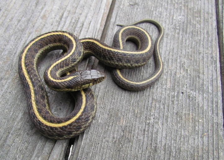 Coast Garter Snake